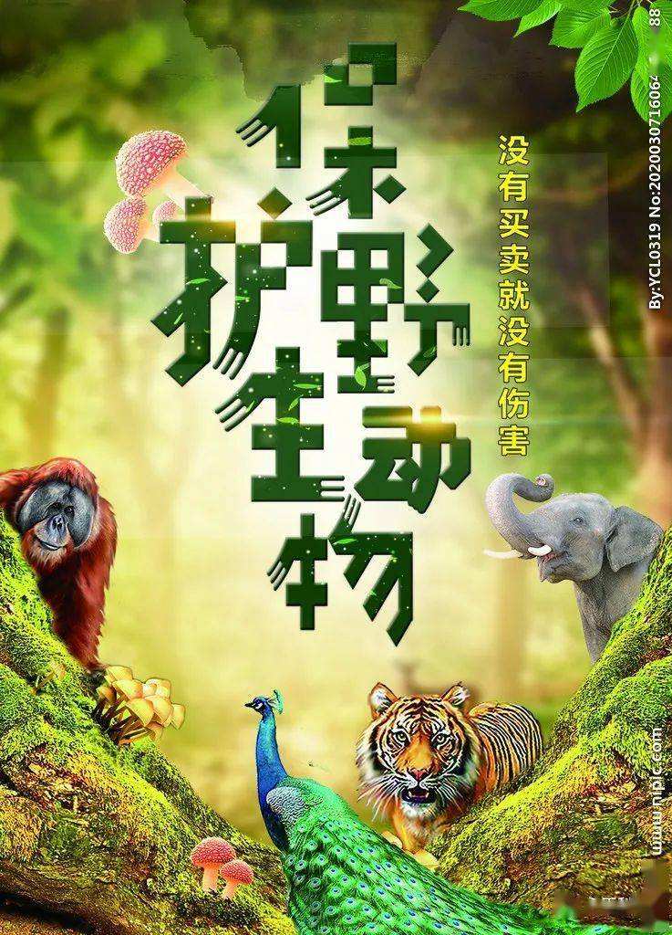 动物宣传视频(动物宣传视频素材)