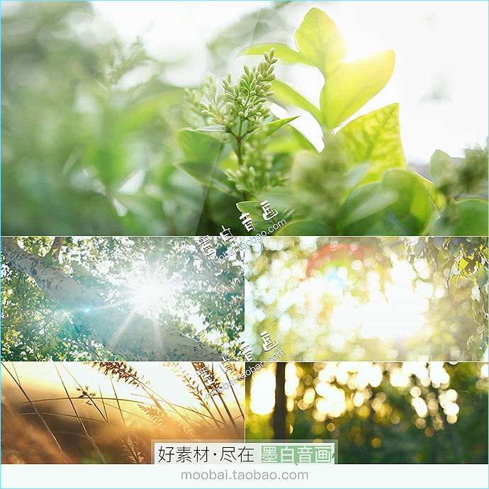 春天的短视频(春天的短视频文案)