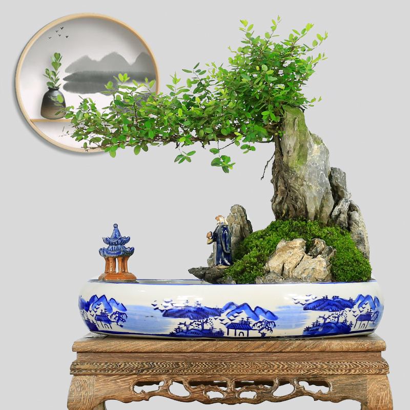 抱石盆景制作视频(抱石盆景制作方法视频)
