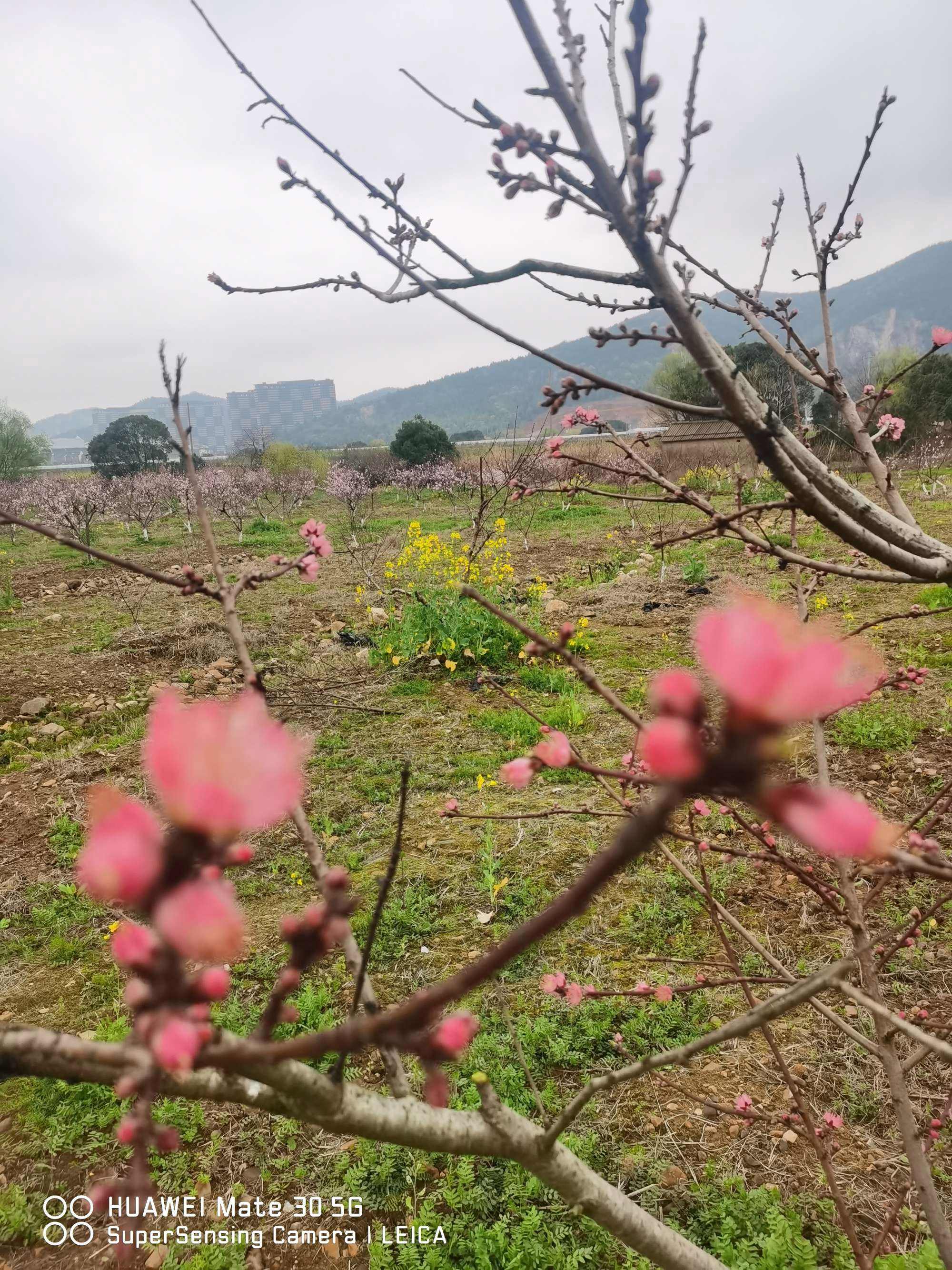 春天里的美景的短视频(春天里的美景的短视频文案)