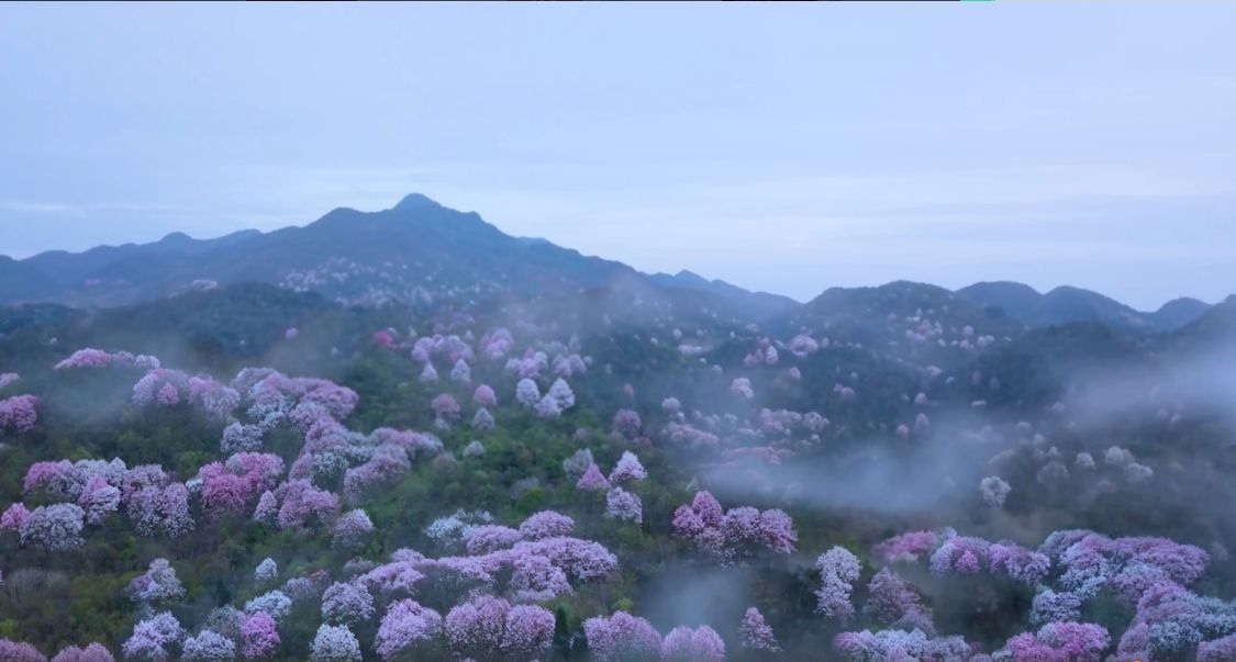 短视频唯美(短视频唯美清新)